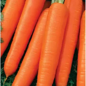 Морковь Нантская 4 гранулы 300 шт гель ЦП Семена Гавриш 49₽