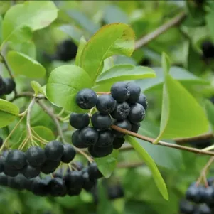 Черноплодная рябина Арония Мулатка 290₽