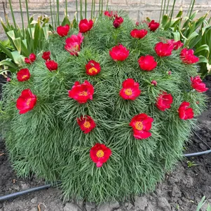 Пион узколистный 990₽