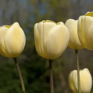 

Тюльпан Айвори Флорадейл Дарвина 5шт