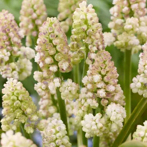 

Мускари Леди Мадонна 10 шт