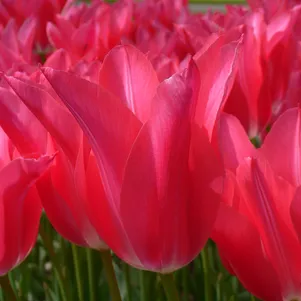 Тюльпан Мариетта лилиецветный 4шт