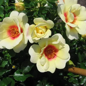 

Роза Глориос Бэбилон Айз мускусная