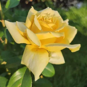 

Роза Ландора чайно-гибридная