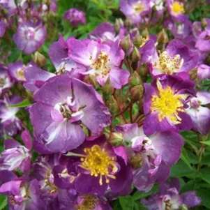 

Роза Файльхенблау