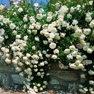 

Роза Си Фоум почвопокровная