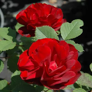 

Роза Хоуп фо Хьюманити канадская парковая