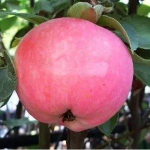 

Яблоня Женева Эрли