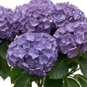 

Гортензия Нунки крупнолистная (макрофила)