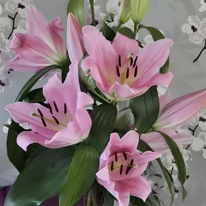 

Лилия Белламонте ОТ-гибрид розовая