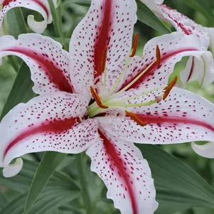 

Лилия Баферрари восточная