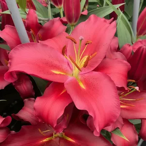 

Лилия Ред Спарроу восточная темно-красная