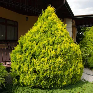 Кипарисовик Плюмоза Ауреа горохоплодный 390₽