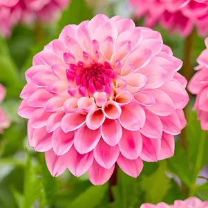 

Георгина Принцесса Летиция декоративная