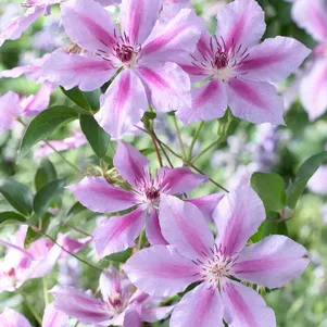 

Клематис Гиренас крупноцветковый (2)