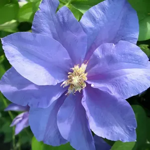 

Клематис Бал цветов крупноцветковый (2)