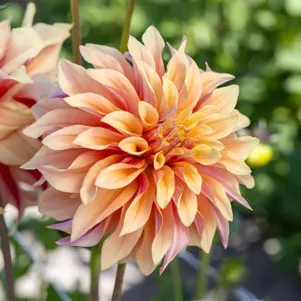 

Георгина Тирел декоративная