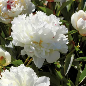 Пион Фестива Максима Питомник Юлии Олейник 1850₽