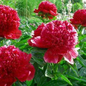 Пион Ред Шарм Питомник Юлии Олейник 2200₽