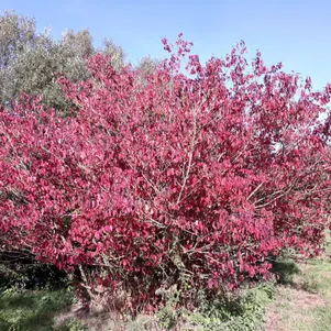 

Дерен кроваво-красный