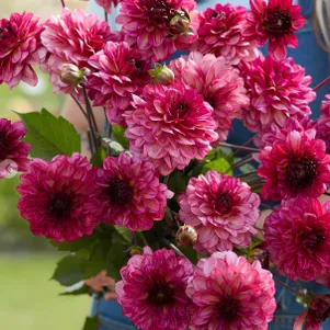 

Георгина Мучача декоративная