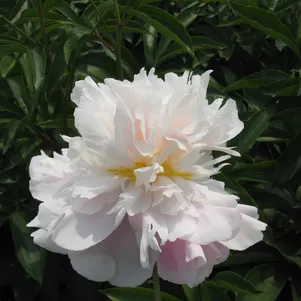 Пион Снежная гора с фиолетовым нефритом белый 520₽