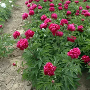 Пион Пурпурный Лотос фиолетовый 520₽