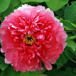 

Пион Очаровательная весна древовидный красный