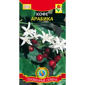 

Кофе Арабика 2 шт, Плазменные семена