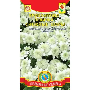 Хризантема Снежные шары девичья 01 г Плазменные семена 43₽