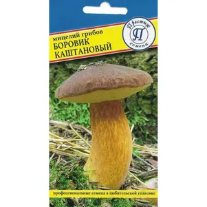 Боровик каштановый 50 мл Семена Престиж 146₽