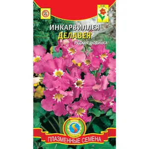 Инкарвиллея Делавея 7 шт, Плазменные семена