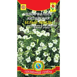 

Инкарвиллея Белый лебедь китайская 8 шт, Плазменные семена