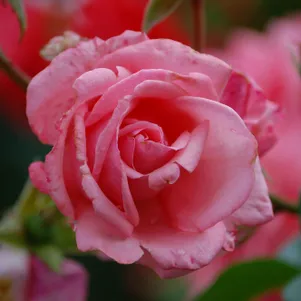 

Роза Рамира плетистая