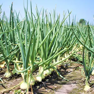 

Лук-севок Штуттгартер Стенфилд 0,5 кг