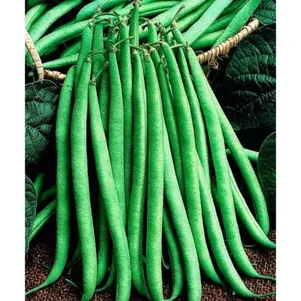 

Фасоль вьющаяся Королева осени 3 г ц/п, Семена Аэлита