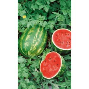 Арбуз Сибирский гигант Сахарный цп Уральский дачник Семена Марс 35₽