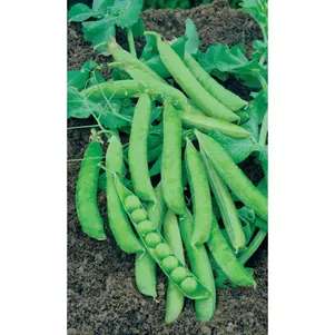 Горох Санькина любовь цп Уральский дачник Семена Марс 34₽