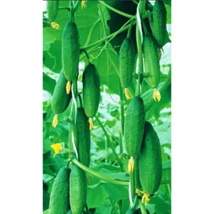 

Огурец Буян F1 ц/п Уральский дачник, Семена Марс