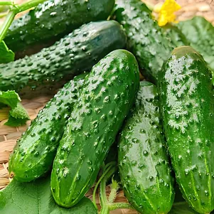 Огурец Парничковый цп Уральский дачник Семена Марс 38₽