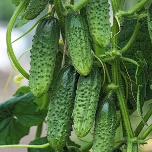 

Огурец Самкон 15 F1 ц/п 0,2 г, Семена Седек