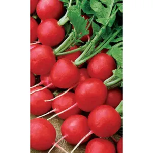 Редис Сахарный гигант цп Уральский дачник 2 г Семена Марс 37₽