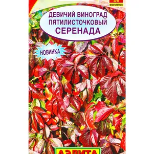 

Виноград девичий Серенада ц/п 10 шт, Семена Аэлита