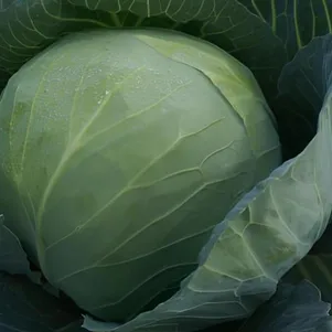 Капуста Сахарная голова белокочанная цп Семена Седек 56₽