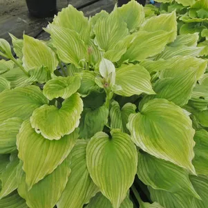 

Хоста Лемон Фезерс (M)