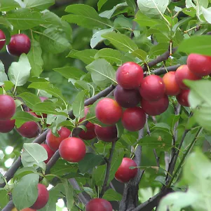 

Алыча Обильная