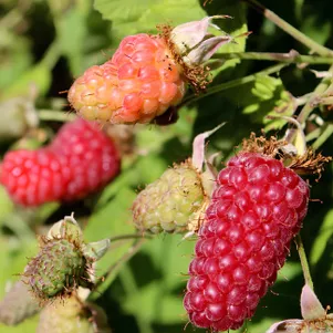 

Ежемалина Логанберри Торнлесс