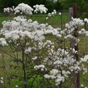 Василистник водосборолистный Гент Эбони 600₽