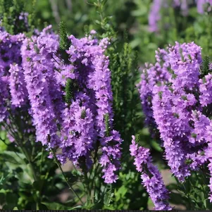 Вероника Абанденс 600₽