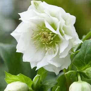 

Морозник Вайт Споттид Дабл восточный